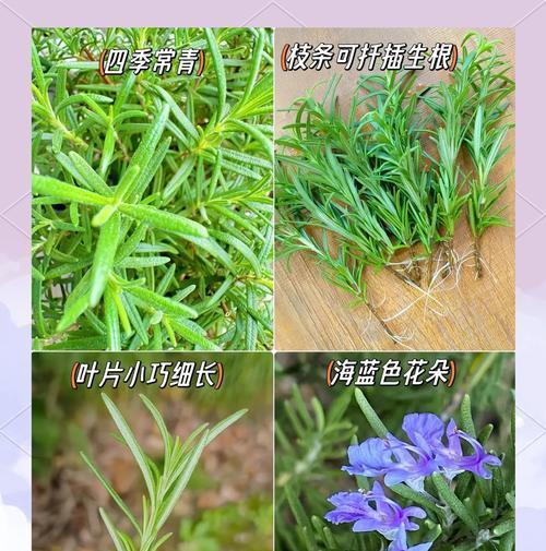 香草科类植物包括哪些种类？它们各自有什么特点？