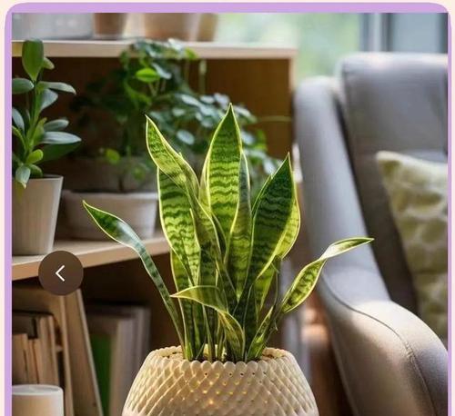狗笼养在阳台时适合种植哪些花卉？有哪些推荐？
