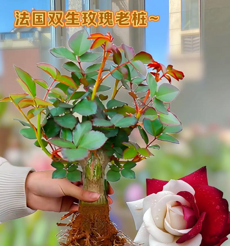 狗笼养在阳台时适合种植哪些花卉？有哪些推荐？
