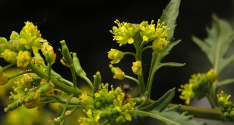 史前水生植物种类有哪些？