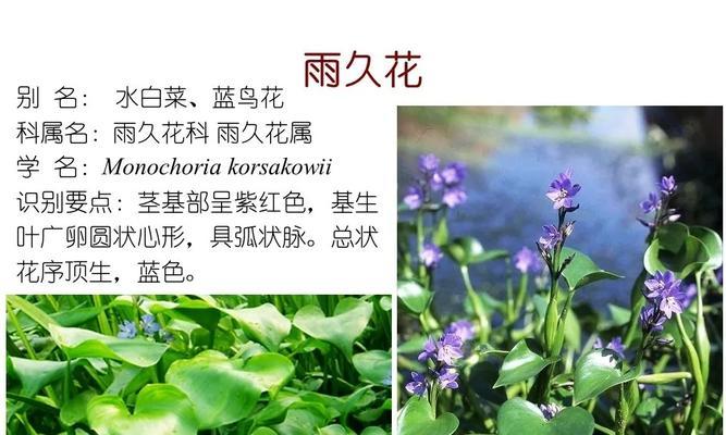史前水生植物种类有哪些？