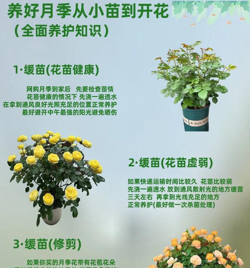 快速扦插苗月季的养护要点是什么？