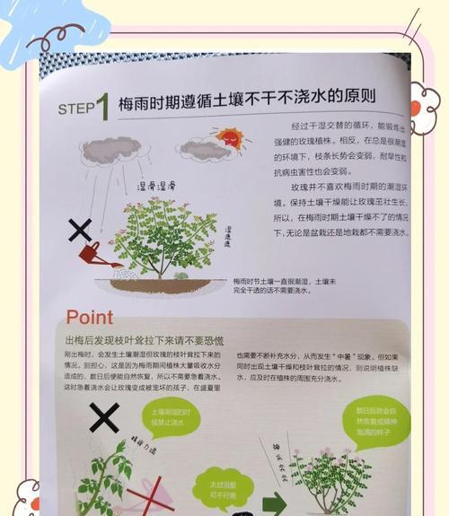 快速扦插苗月季的养护要点是什么？