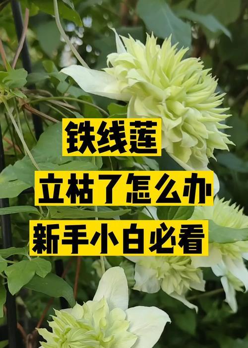 北方冬季铁线莲的浇水技巧是什么？