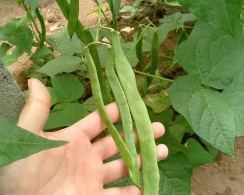 菜豆播种的最佳时间是什么时候？