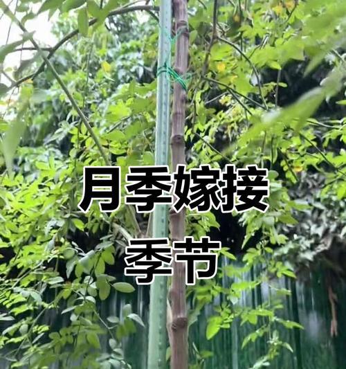 小蔷薇杆与月季嫁接的正确方法是什么？