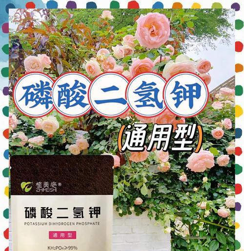 月季小苗的浇水和管理技巧有哪些？