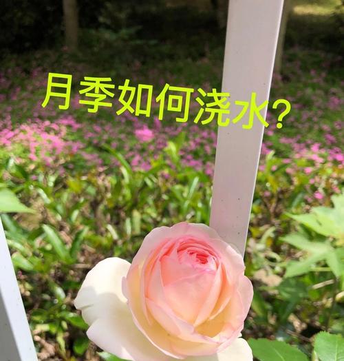 月季小苗的浇水和管理技巧有哪些？