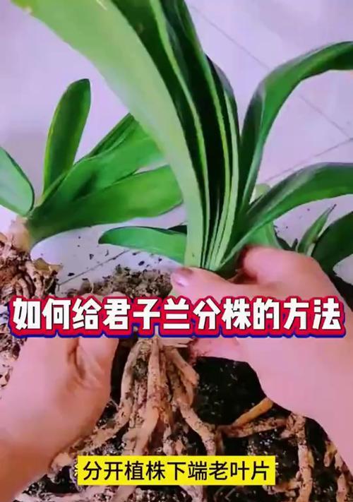 君子兰假花朵的制作过程和技巧？