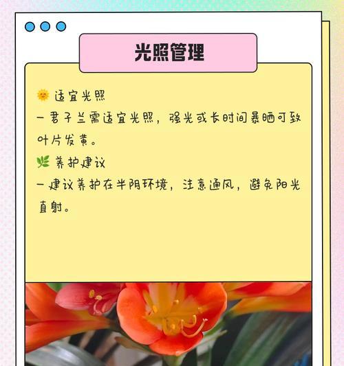 君子兰化叶子的时间是什么时候？如何应对这一现象？