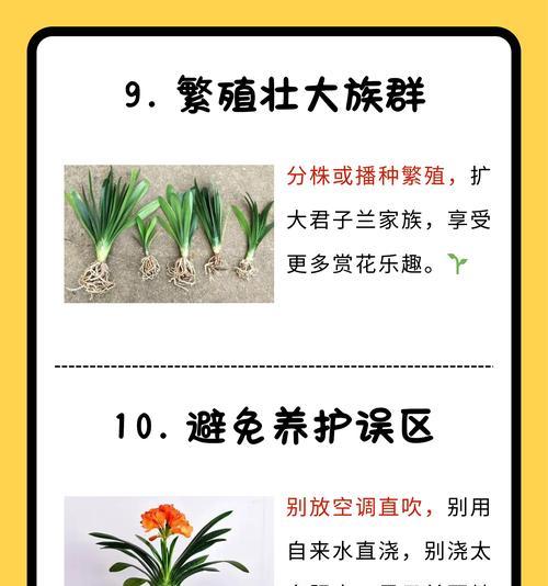 君子兰化叶子的时间是什么时候？如何应对这一现象？