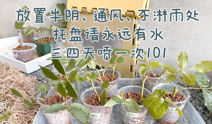 小月季插小杯子的正确方法是什么？