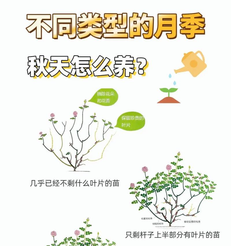 如何舍得剪去月季的花苞？有哪些技巧？