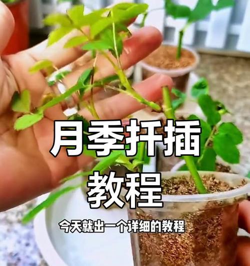 如何舍得剪去月季的花苞？有哪些技巧？