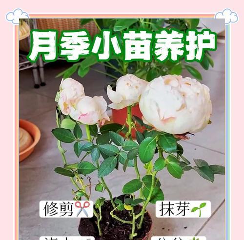 月季秋季如何正确浇水？