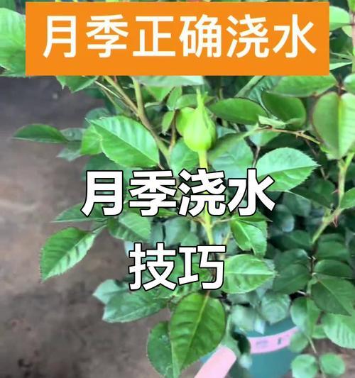 月季秋季如何正确浇水？