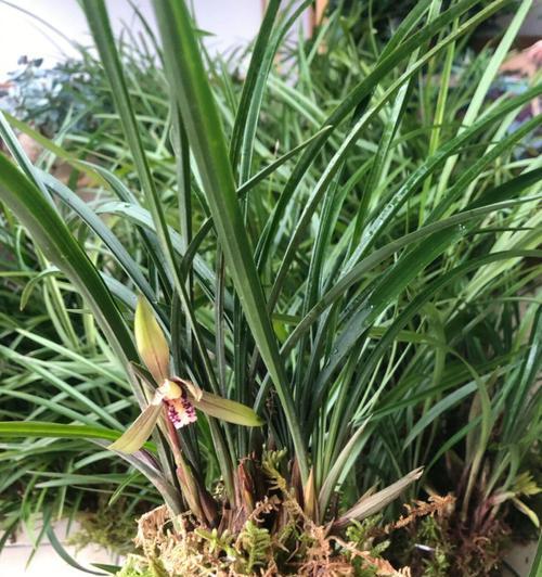 君子兰砖石土怎么种？正确的种植方法是什么？