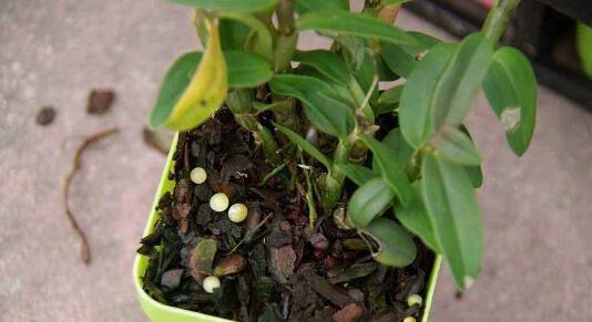 君子兰砖石土怎么种？正确的种植方法是什么？