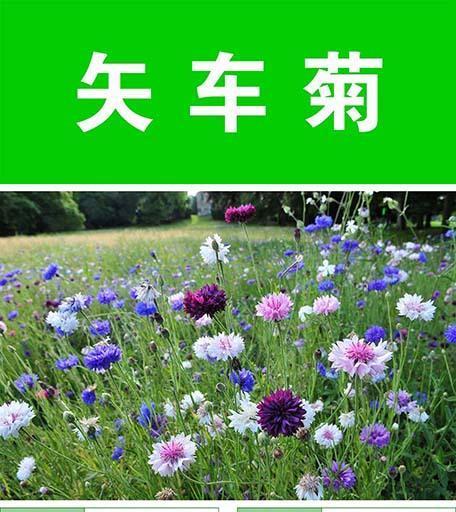 君子兰砖石土怎么种？正确的种植方法是什么？