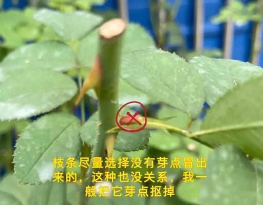 粗枝条月季花扦插方法是什么？