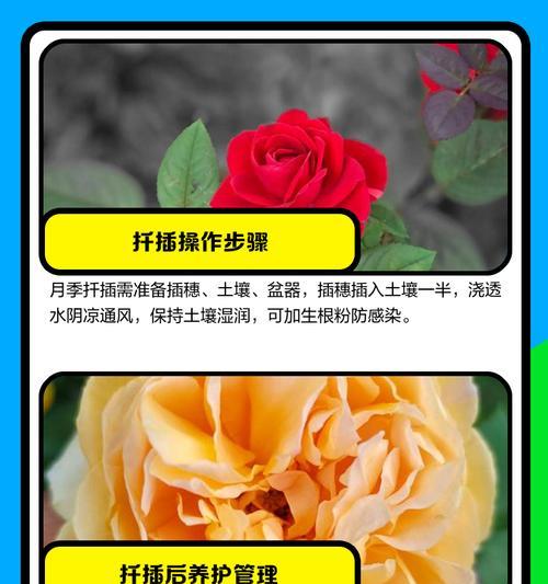 粗枝条月季花扦插方法是什么？