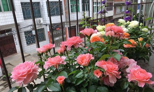 阳台花盆适合养哪些室内花？