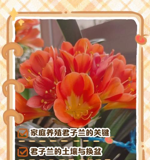 君子兰苗的种植方法和注意事项是什么？