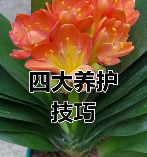 君子兰苗的种植方法和注意事项是什么？