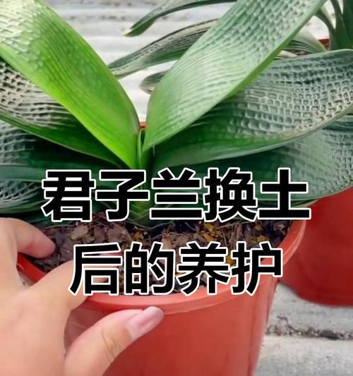 君子兰苗的种植方法和注意事项是什么？