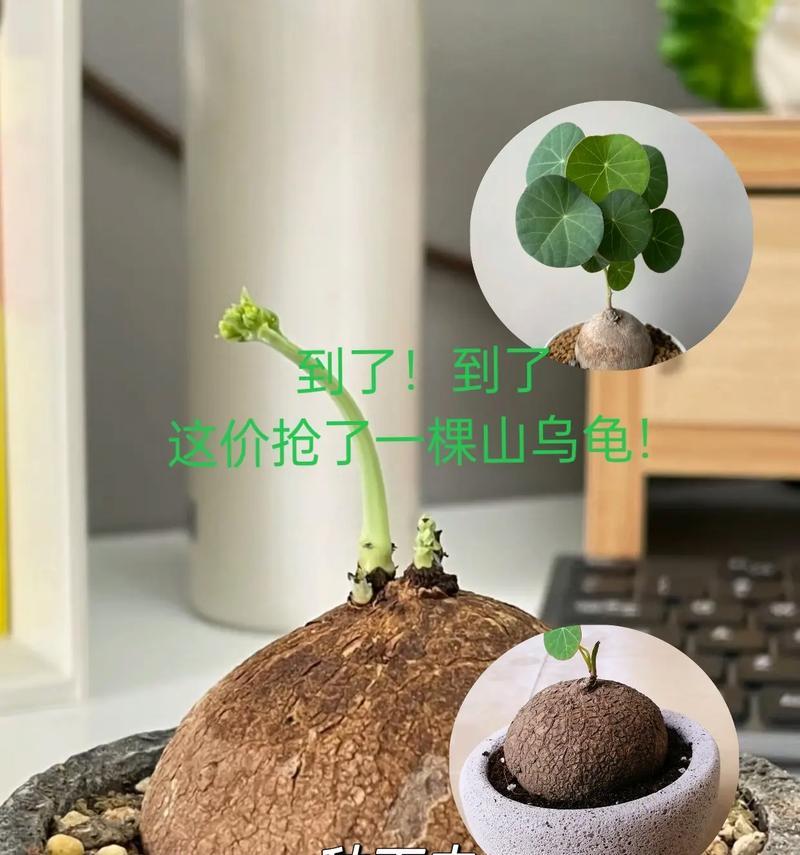 小型龟饲养盆景的正确养护方式？