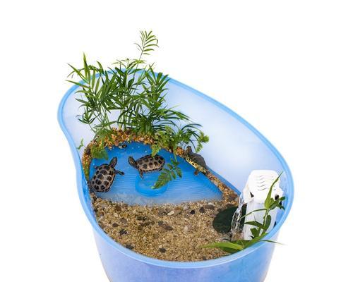 小型龟饲养盆景的正确养护方式？