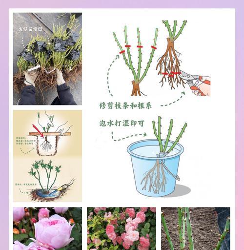绿地月季苗圃的种植方法是什么？