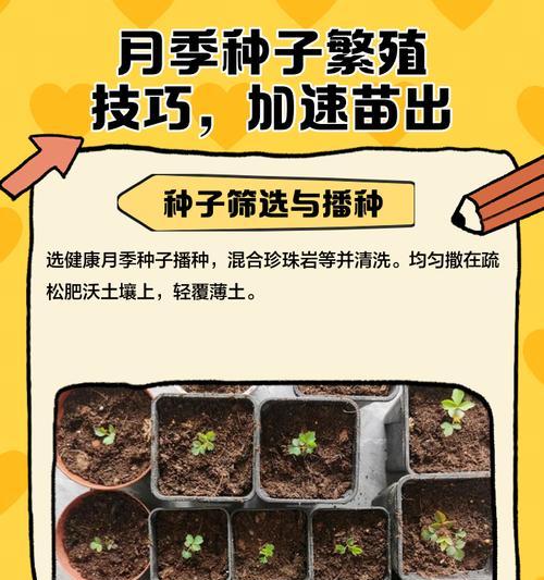 绿地月季苗圃的种植方法是什么？