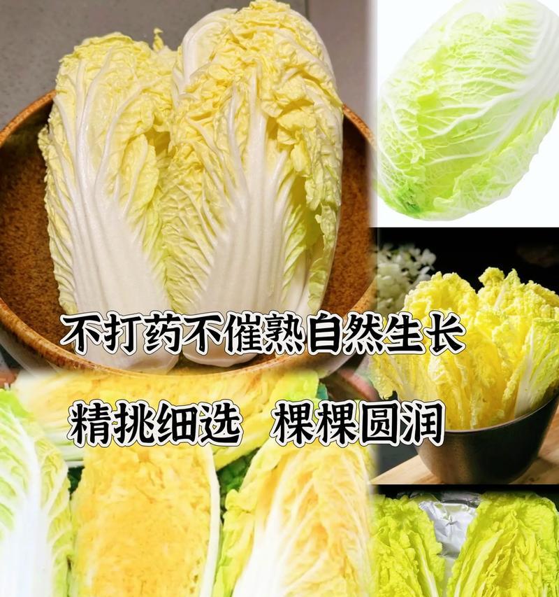 大娃娃菜的最佳播种时间是什么时候？