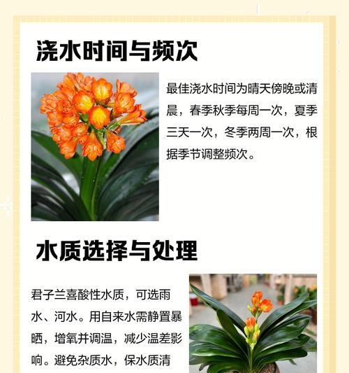 君子兰补光灯怎么选择？有哪些选购技巧和注意事项？
