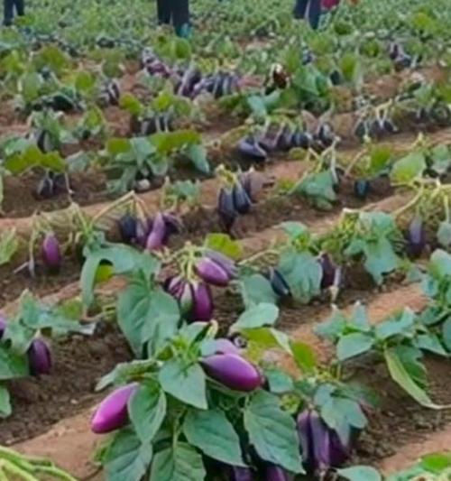江西秋季茄子的最佳播种时间是什么时候？