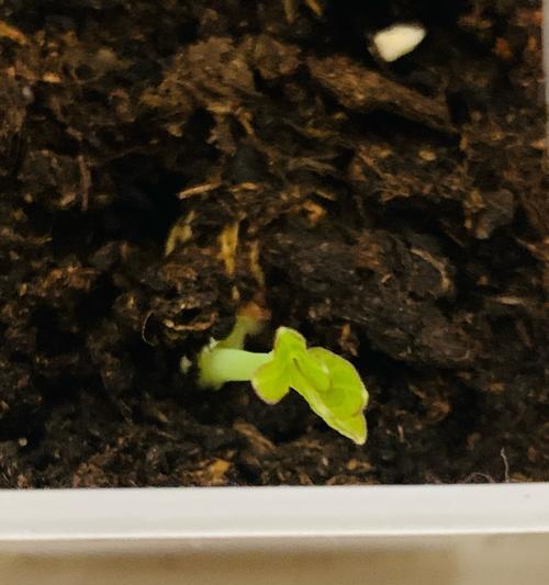 七月播种哪种花最合适？播种技巧有哪些？