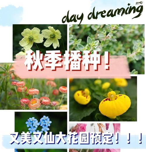 七月播种哪种花最合适？播种技巧有哪些？