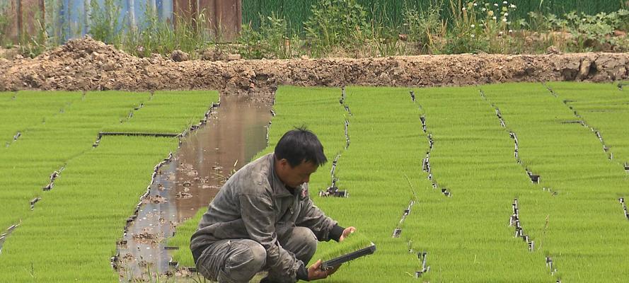栽上秧什么方法浇水呢？如何正确浇水？