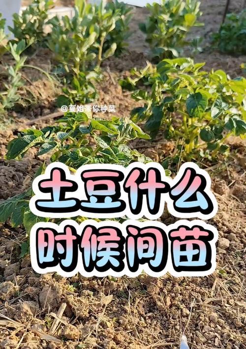 青海土豆播种的最佳时间是什么时候？