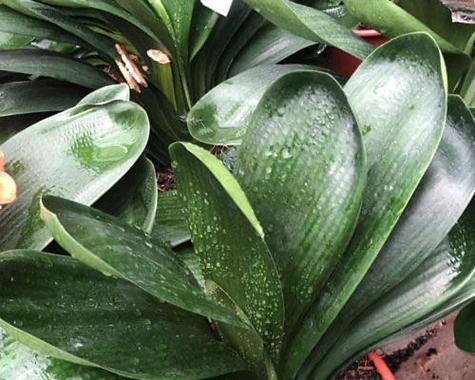 君子兰可以淋雨水吗？如何进行养护？