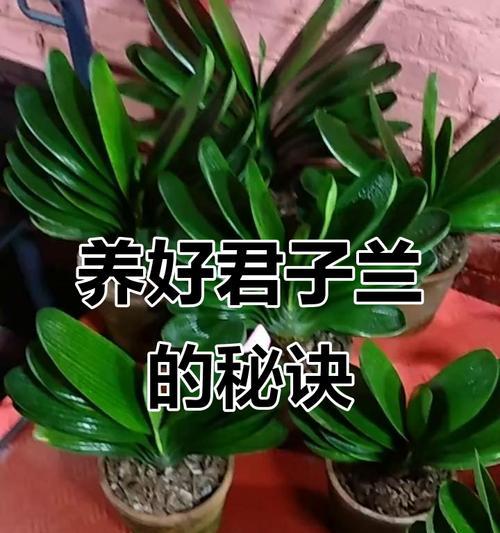 君子兰可以淋雨水吗？如何进行养护？