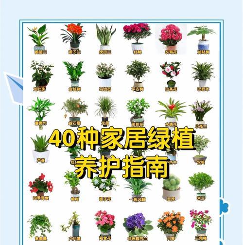 君子兰可以淋雨水吗？如何进行养护？