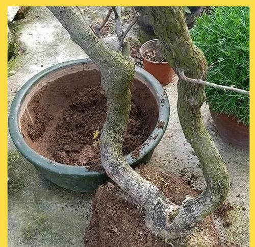 花卉繁殖后多久进行换盆最为适宜？