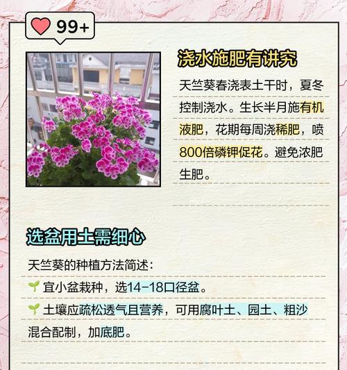 橙红色天竺葵种子种植技巧有哪些？如何提高发芽率？