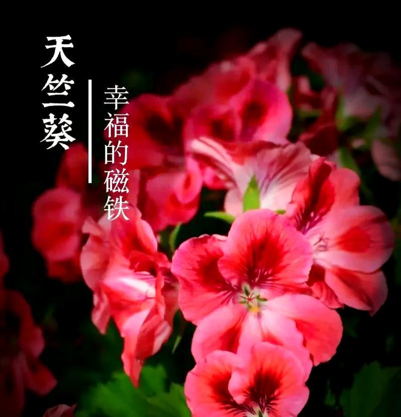 橙红色天竺葵种子种植技巧有哪些？如何提高发芽率？