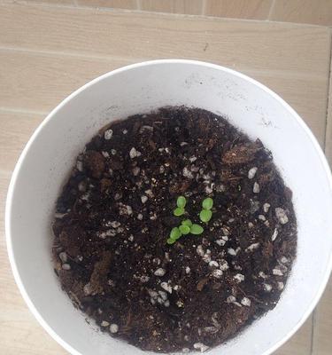 橙红色天竺葵种子种植技巧有哪些？如何提高发芽率？