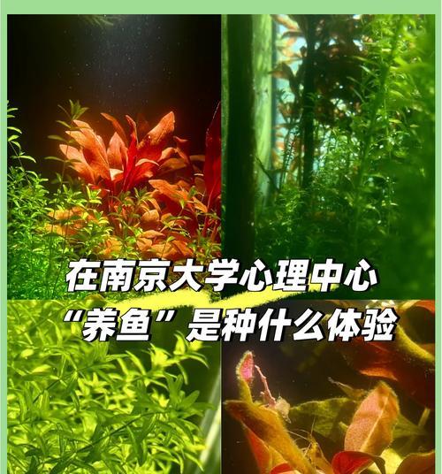 生态养鱼栽培技术的关键要点是什么？