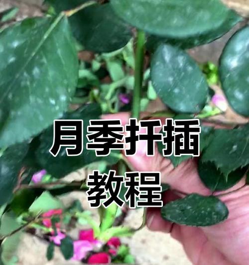 雪碧扦插月季养护方法？如何保持月季健康？
