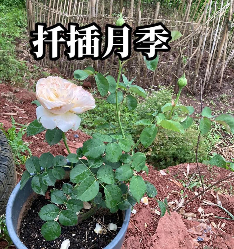 雪碧扦插月季养护方法？如何保持月季健康？